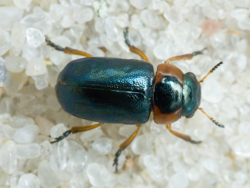 Insecta Linnaeus, 1758